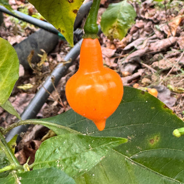 Cabacina Laranja - Seeds - The Pepper Pantry (Formerly Marie Sharp's)